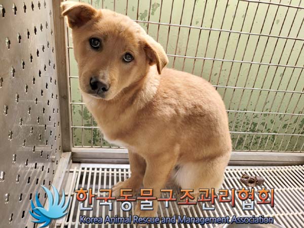 한국동물구조관리협회_441414202400159